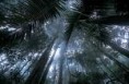 /album/galerie-de-photos/guyane-jpg/